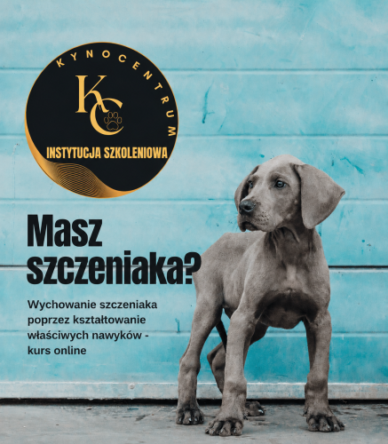 kurs online.png